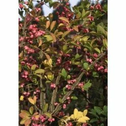 Promo 🧨 Euonymus phellomanus | Corky Spindle Tree | 12L Pot | 150-180cm | By Frank P Matthews 👍