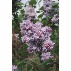 Cheap ❤️ 4ft 'Katherine Havemeyer' Lilac | 7L Pot | Syringa vul 'Katherine Havemeyer' | By Frank P Matthews™ 😍