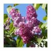 Cheap ❤️ 4ft 'Prince Wolkonsky' Lilac | 7L Pot | Syringa vul 'Prince Wolkonsky' | By Frank P Matthews™ ✔️