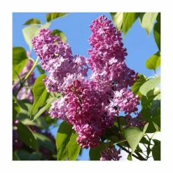 Cheap ❤️ 4ft 'Prince Wolkonsky' Lilac | 7L Pot | Syringa vul 'Prince Wolkonsky' | By Frank P Matthews™ ✔️