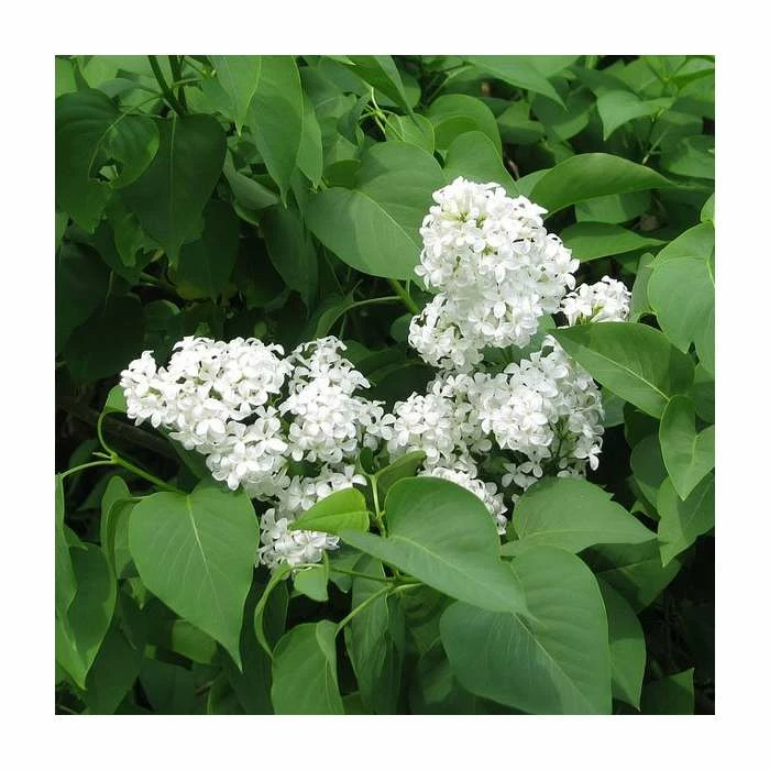 Cheap 🧨 4ft 'Madame Lemoine' Lilac | 7L Pot | Syringa vul 'Madame Lemoine' | By Frank P Matthews™ 🤩 1 Cheap 🧨 4ft 'Madame Lemoine' Lilac | 7L Pot | Syringa vul 'Madame Lemoine' | By Frank P Matthews™ 🤩
