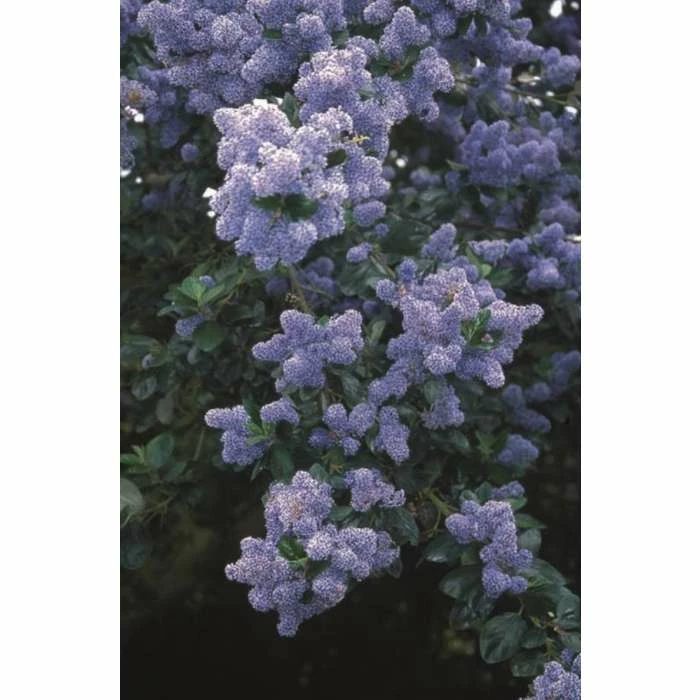 Flash Sale β Ceanothus 'Trewithen Blue' | Californian Lilac Tree | 150-180cm | By Frank P Matthews 𧨠1 Flash Sale β Ceanothus 'Trewithen Blue' | Californian Lilac Tree | 150-180cm | By Frank P Matthews π§¨