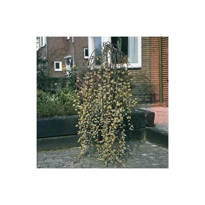 Best Pirce โ๏ธ Salix caprea 'Kilmarnock' | Weeping Willow Tree | 18L Pot | 120-150cm ๐ 8 Best Pirce โ๏ธ Salix caprea 'Kilmarnock' | Weeping Willow Tree | 18L Pot | 120-150cm ๐ - Image 8