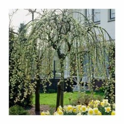 Best Pirce ✔️ Salix caprea 'Kilmarnock' | Weeping Willow Tree | 18L Pot | 120-150cm 😉