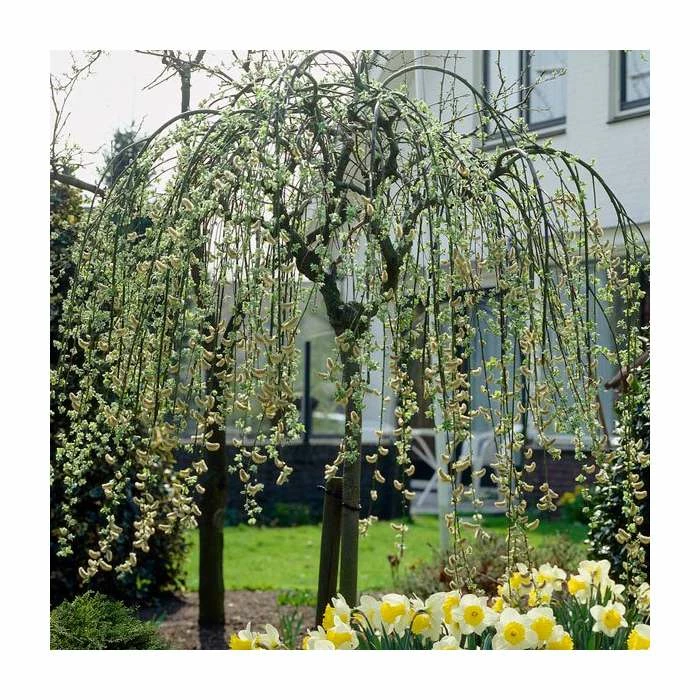 Best Pirce โ๏ธ Salix caprea 'Kilmarnock' | Weeping Willow Tree | 18L Pot | 120-150cm ๐ 1 Best Pirce โ๏ธ Salix caprea 'Kilmarnock' | Weeping Willow Tree | 18L Pot | 120-150cm ๐