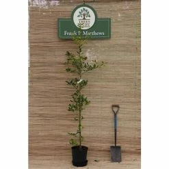 Flash Sale โญ Ilex x altaclerensis 'Golden King' | Golden Variegated Holly Tree | 7L Pot | 110-140cm ๐ 3 Flash Sale โญ Ilex x altaclerensis 'Golden King' | Golden Variegated Holly Tree | 7L Pot | 110-140cm ๐ -Ornamental Shrubs Sales TR9007 rollover image ddd5