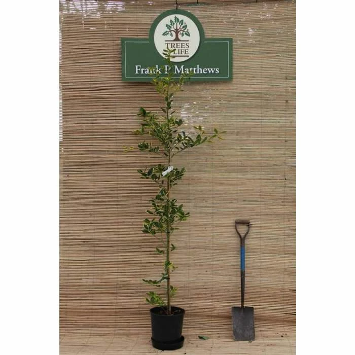 Flash Sale โญ Ilex x altaclerensis 'Golden King' | Golden Variegated Holly Tree | 7L Pot | 110-140cm ๐ 2 Flash Sale โญ Ilex x altaclerensis 'Golden King' | Golden Variegated Holly Tree | 7L Pot | 110-140cm ๐ - Image 2