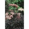 Promo ❤️ Sambucus nigra Black Lace | 12L Pot | 150-180cm | By Frank P Matthews 🌟