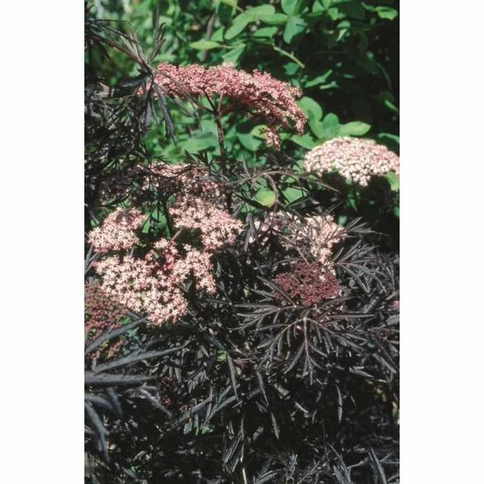 Promo โค๏ธ Sambucus nigra Black Lace | 12L Pot | 150-180cm | By Frank P Matthews ๐ 1 Promo โค๏ธ Sambucus nigra Black Lace | 12L Pot | 150-180cm | By Frank P Matthews ๐