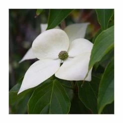 Hot Sale 🎁 5ft 'Teutonia' Japanese 🐕 Dogwood Tree | Cornus kou 'Teutonia' | 12L Pot | By Frank P Matthews 😀