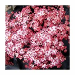 Best Pirce 👍 Sambucus nigra f. porphyrophylla black tower ('Eiffel 1') (PBR) | Black Tower Elder | 12L Pot (0.8-1m) | By Frank P Matthews 😍