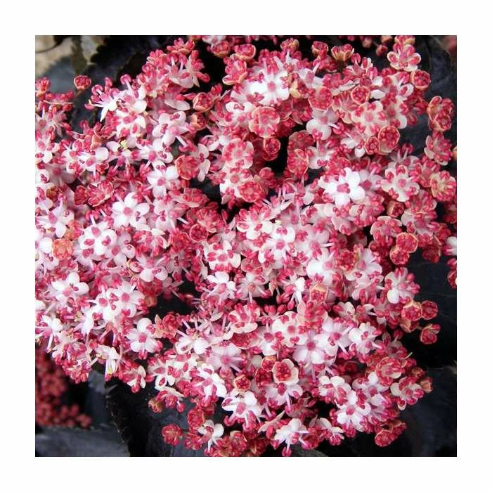 Best Pirce ๐ Sambucus nigra f. porphyrophylla black tower ('Eiffel 1') (PBR) | Black Tower Elder | 12L Pot (0.8-1m) | By Frank P Matthews ๐ 1 Best Pirce ๐ Sambucus nigra f. porphyrophylla black tower ('Eiffel 1') (PBR) | Black Tower Elder | 12L Pot (0.8-1m) | By Frank P Matthews ๐