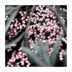 Buy 🧨 Sambucus nigra Black Beauty | 12L Pot | 150-180cm | By Frank P Matthews ⌛