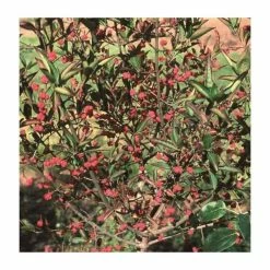 Deals 🎁 Euonymus hamiltonianus 'Indian 🌞 Summer' | Spindle Tree | 12L Pot | 150-180cm | By Frank P Matthews 🎉