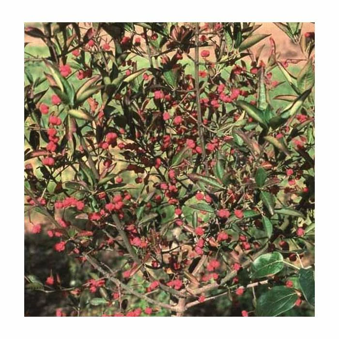 Deals ๐ Euonymus hamiltonianus 'Indian ๐ Summer' | Spindle Tree | 12L Pot | 150-180cm | By Frank P Matthews ๐ 1 Deals ๐ Euonymus hamiltonianus 'Indian ๐ Summer' | Spindle Tree | 12L Pot | 150-180cm | By Frank P Matthews ๐