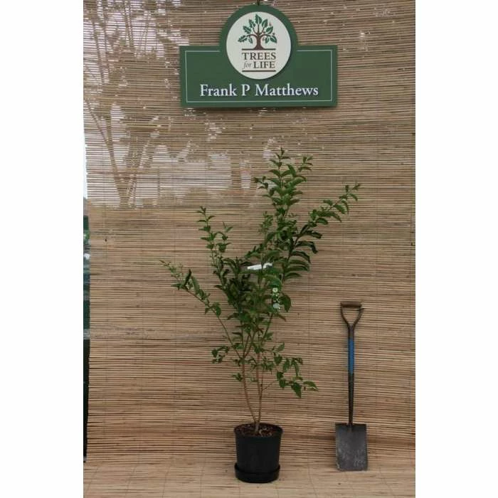 Deals ๐ Euonymus hamiltonianus 'Indian ๐ Summer' | Spindle Tree | 12L Pot | 150-180cm | By Frank P Matthews ๐ 2 Deals ๐ Euonymus hamiltonianus 'Indian ๐ Summer' | Spindle Tree | 12L Pot | 150-180cm | By Frank P Matthews ๐ - Image 2