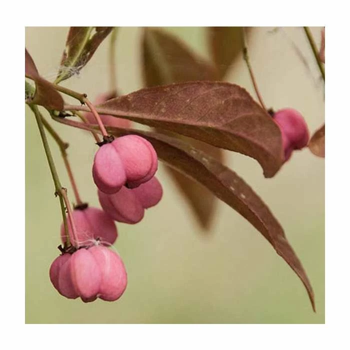 Buy 🔥 Euonymus europaeus 'Brilliant' | 12L Pot | 150-180cm | By Frank P Matthews ✔️ 1 Buy 🔥 Euonymus europaeus 'Brilliant' | 12L Pot | 150-180cm | By Frank P Matthews ✔️