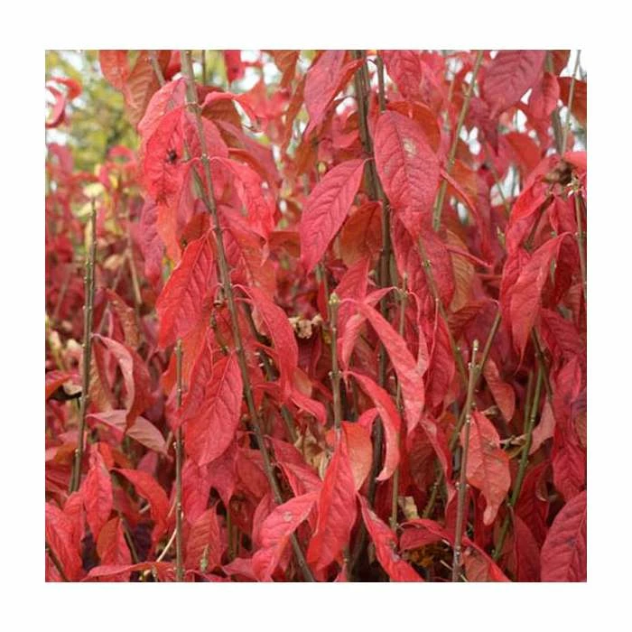 Buy 🔥 Euonymus europaeus 'Brilliant' | 12L Pot | 150-180cm | By Frank P Matthews ✔️ 2 Buy 🔥 Euonymus europaeus 'Brilliant' | 12L Pot | 150-180cm | By Frank P Matthews ✔️ - Image 2