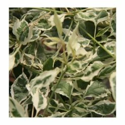 Wholesale 😍 Cornus alternifolia 'Argentea' | 7L Pot | 90-120cm | By Frank P Matthews 💯