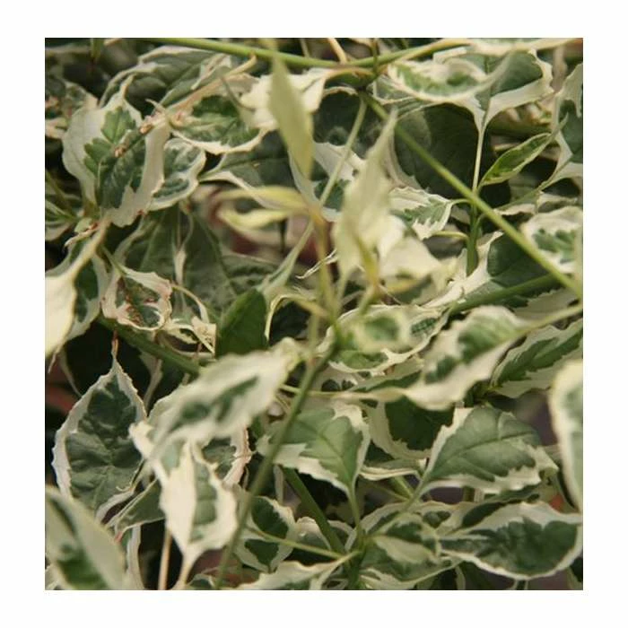 Wholesale ๐ Cornus alternifolia 'Argentea' | 7L Pot | 90-120cm | By Frank P Matthews ๐ฏ 1 Wholesale ๐ Cornus alternifolia 'Argentea' | 7L Pot | 90-120cm | By Frank P Matthews ๐ฏ