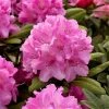 Wholesale 👍 1ft Rhododendron 'Lumina' | 3L Pot | Rhododendron Yakushimanum ✔️